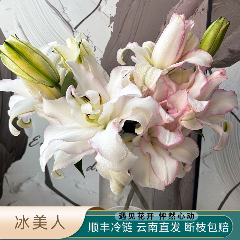 淡粉色重瓣冰美人百合花鲜花香水百合鲜切花家用插花云南基地直发