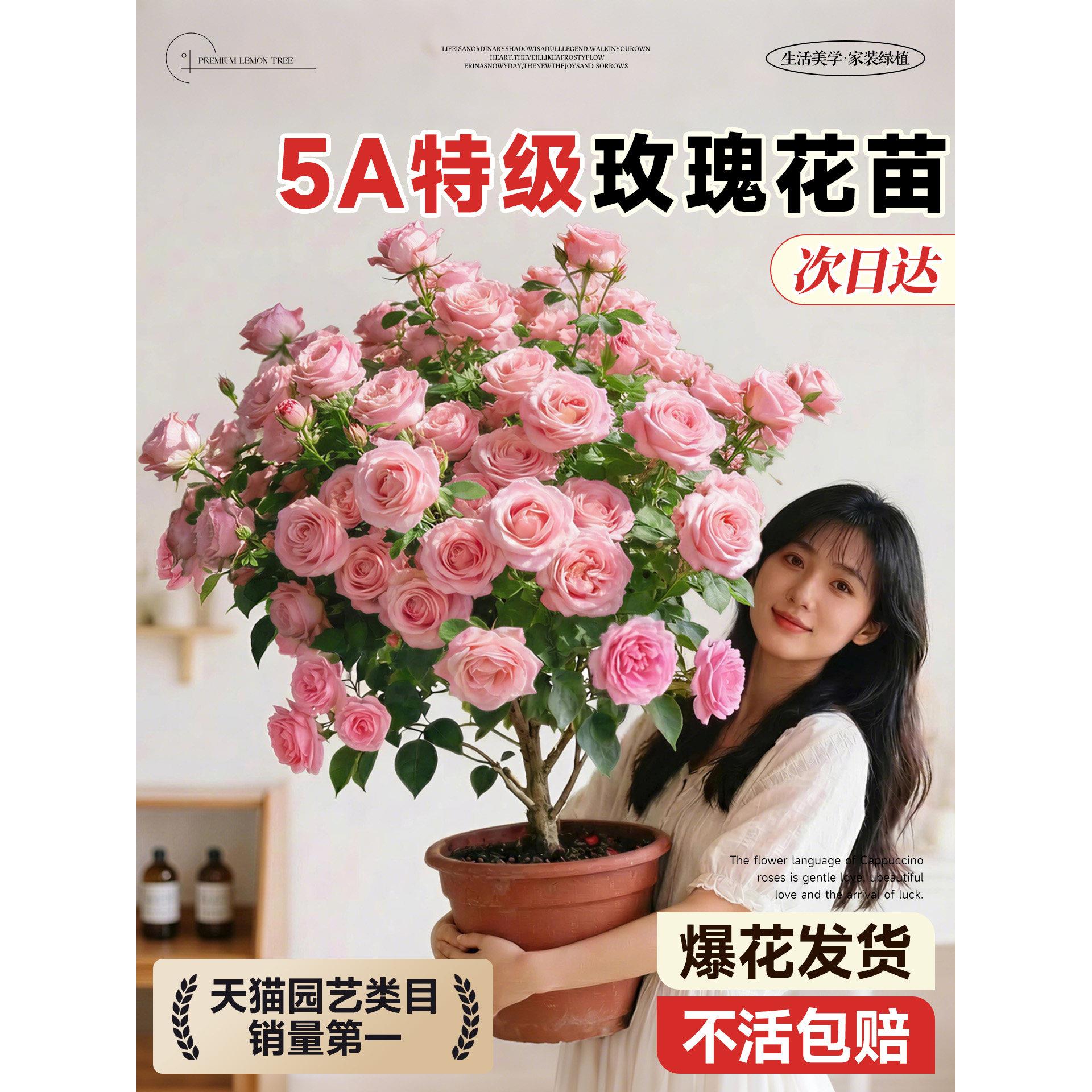 玫瑰花树苗花卉绿植带花发货月季花苗大花带花苞果汁阳台老桩盆栽