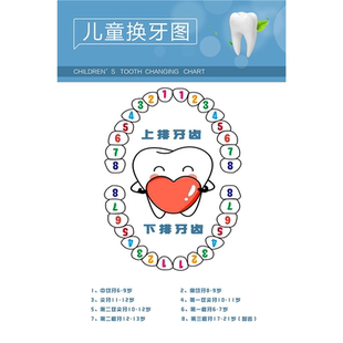 牙科儿童牙齿换牙期顺序年龄图时间表海报定印制展板贴纸