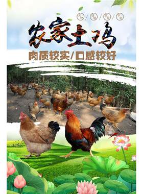 农家土鸡散养跑地鸡海报展板土鸡蛋珍禽土鸡土鹅贵妃土鸡蛋墙贴
