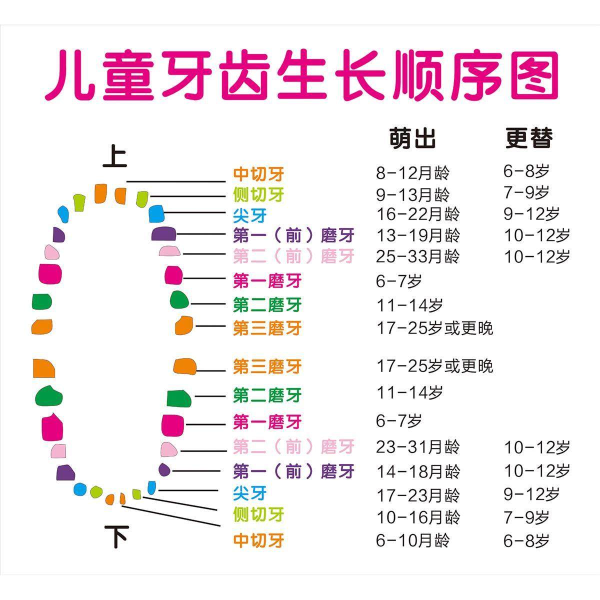 牙齿生长更替顺序图儿童牙科知识宣传装饰自粘自贴画