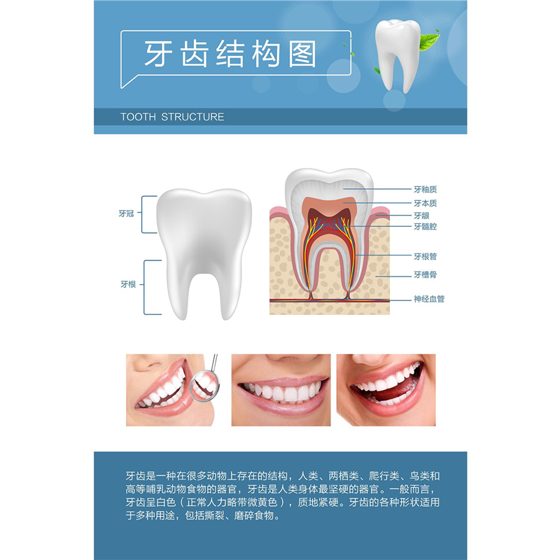 牙齿结构图牙齿疾病构造成人牙列知识口腔保健医院装饰画海报贴画