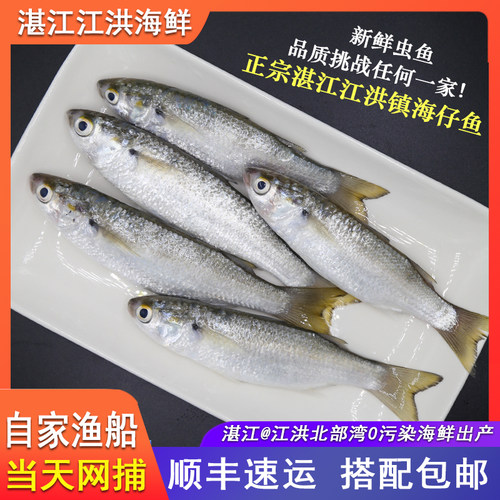 湛江新鲜虫鱼碰头鱼乌头鱼海鱼深海鱼斋鱼仔鲜活水产天然杂鱼唐鱼