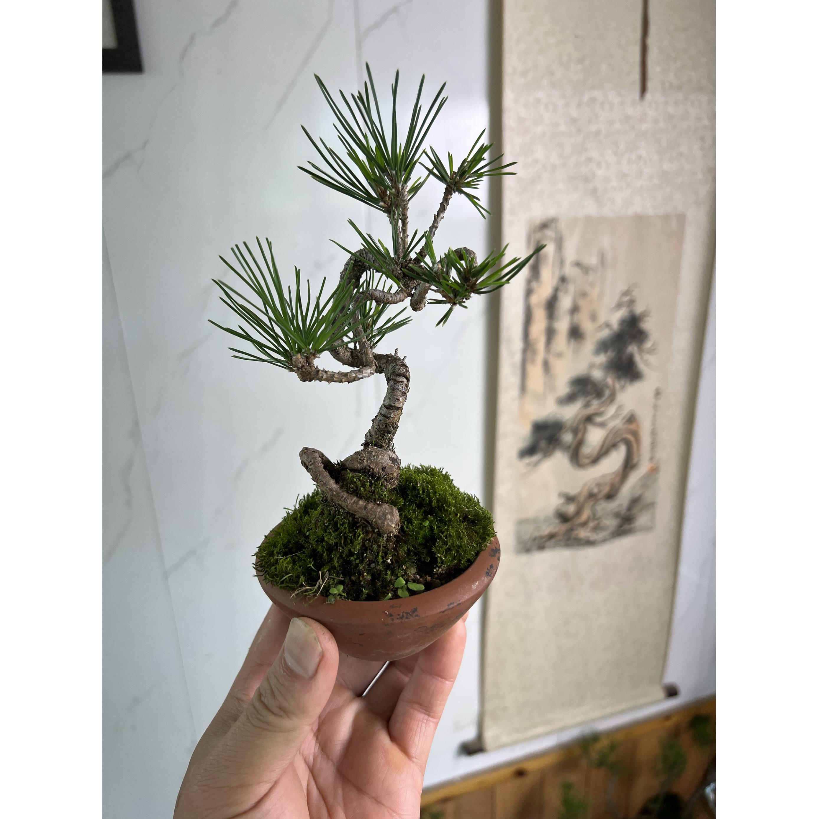 黑松籽播实生培育小微型手指盆景盆栽现货