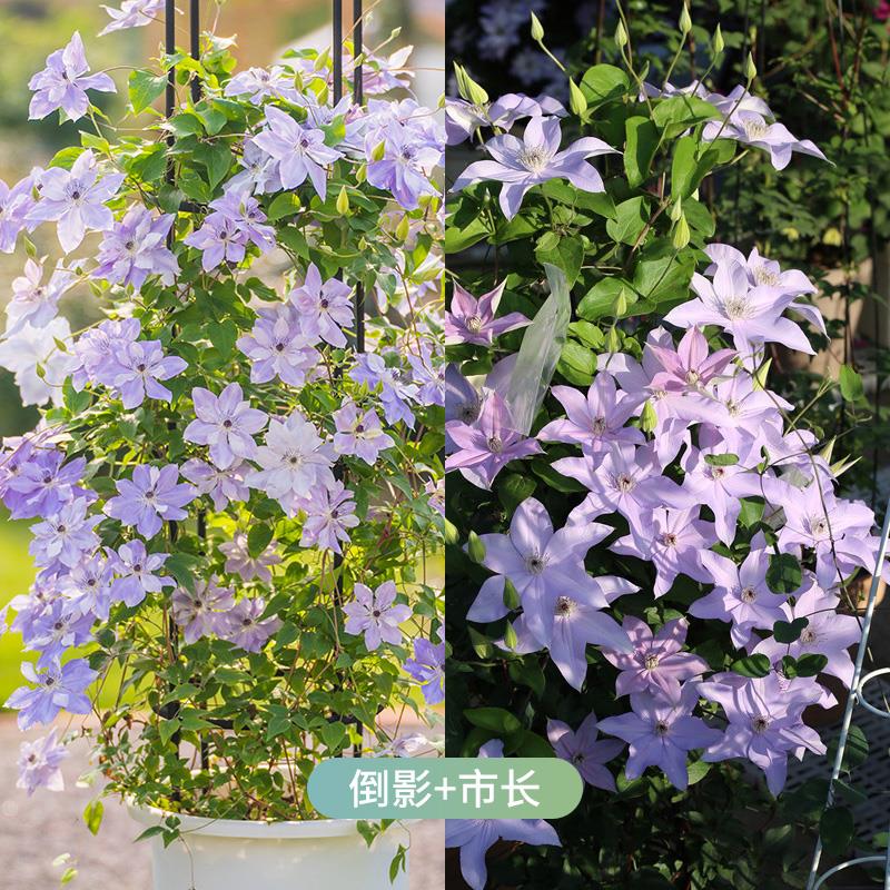 天狼铁线 线莲组合庭院花园攀援爬藤拱门观赏性耐寒植物花卉盆栽