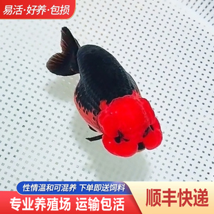 兰寿金鱼熊猫短尾波妞精品小苗奶牛潘氏鱼苗热带玉兔麒麟风水冷水
