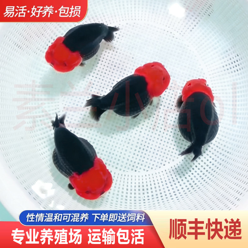 兰寿金鱼熊猫短尾波妞精品小苗奶鱼