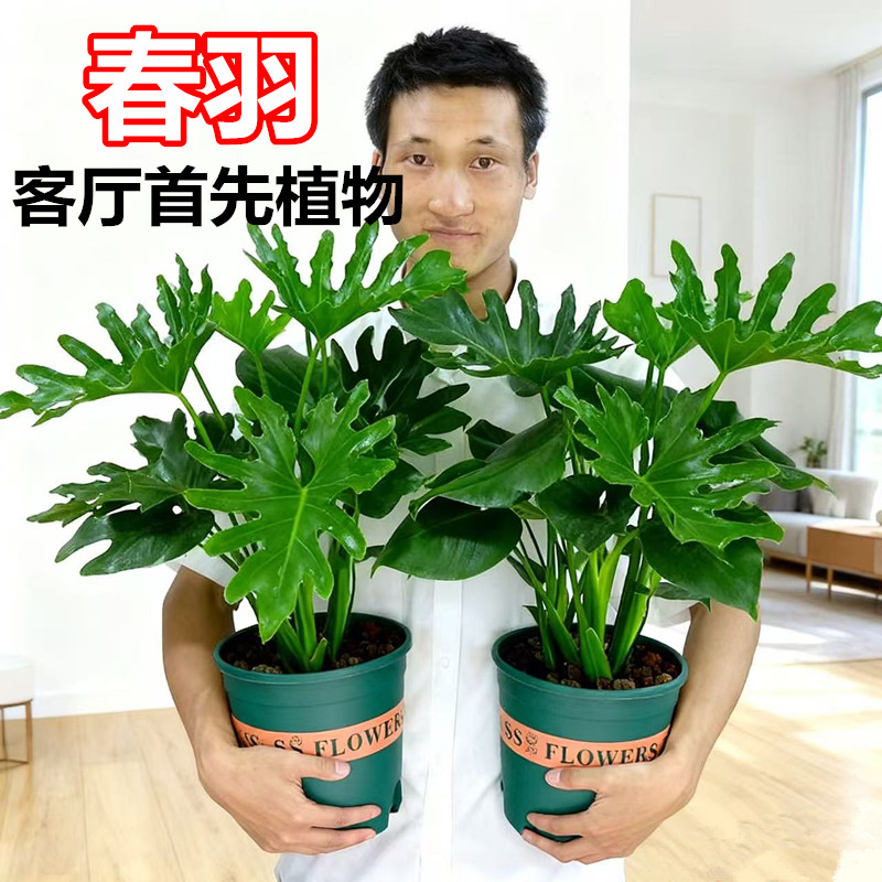 龙鳞春羽植物盆栽网红绿植