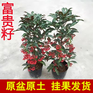 客廳富貴籽帶果更好看黃金萬兩綠植金玉滿堂盆栽植物辦公室花卉