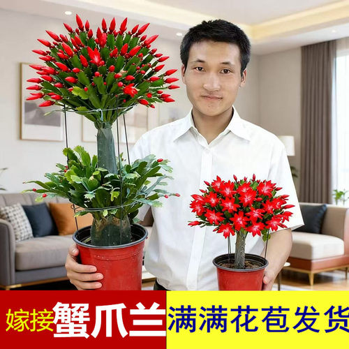 嫁接蟹爪兰盆栽带花苞双层仙人掌