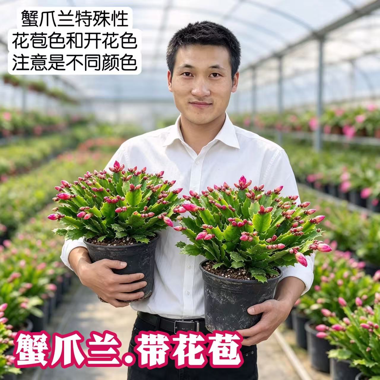 重瓣大花蟹爪兰带花苞大苗四季花卉盆栽室内阳台办公带根土好养活