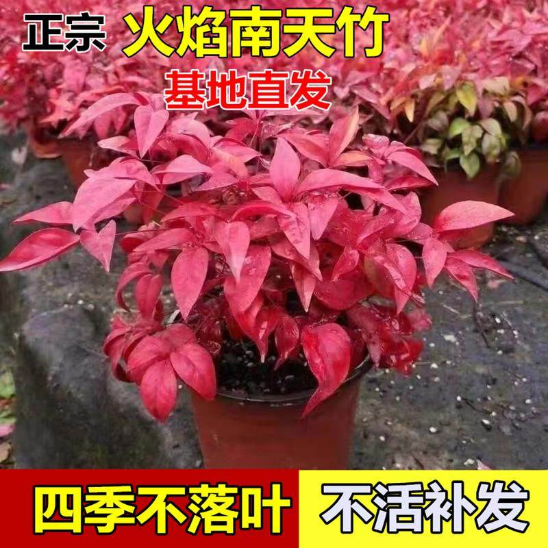 正宗火焰南天竹盆栽树苗庭院观叶绿植造景老桩花境植物搭配红天竹,鲜花速递/花卉仿真/绿植园艺,绿植,淘宝优惠券,粉丝福利购,淘宝优惠卷
