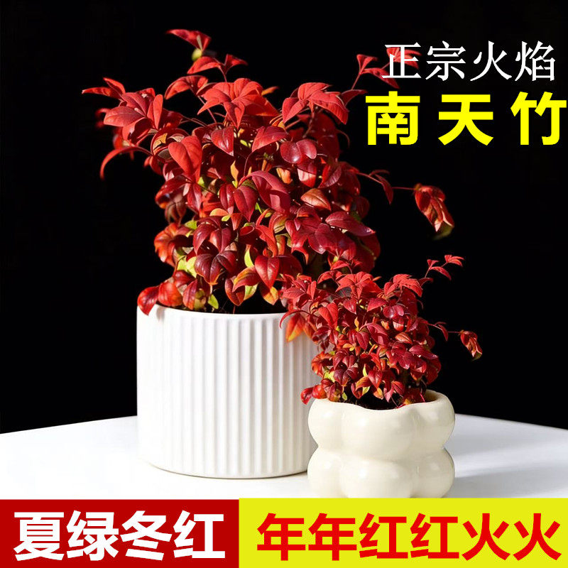 正宗火焰南天竹盆栽室内绿植红叶木本花卉冬季庭院耐寒观叶植物
