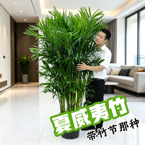 夏威夷竹椰子树室内盆栽易养