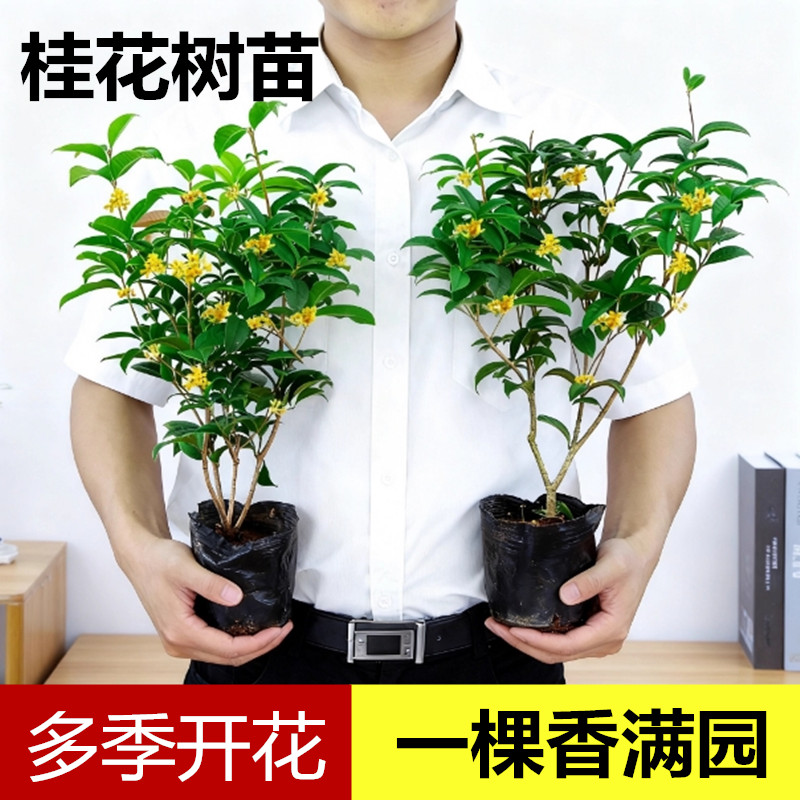 耐寒季桂花树苗庭院阳台盆栽图片