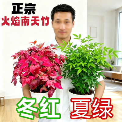树苗绿植庭院观果观叶植物