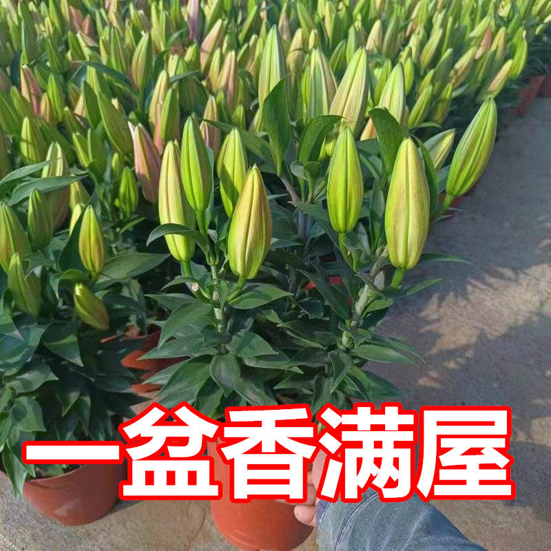 香水百合花苗盆栽带花苞开花带清香味重瓣庭院室内客厅阳台花卉