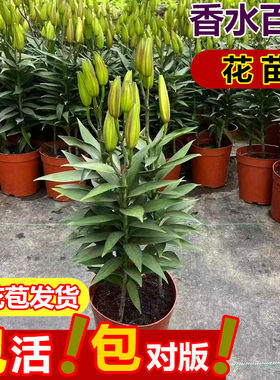 香水百合花盆栽带花苞室内花卉
