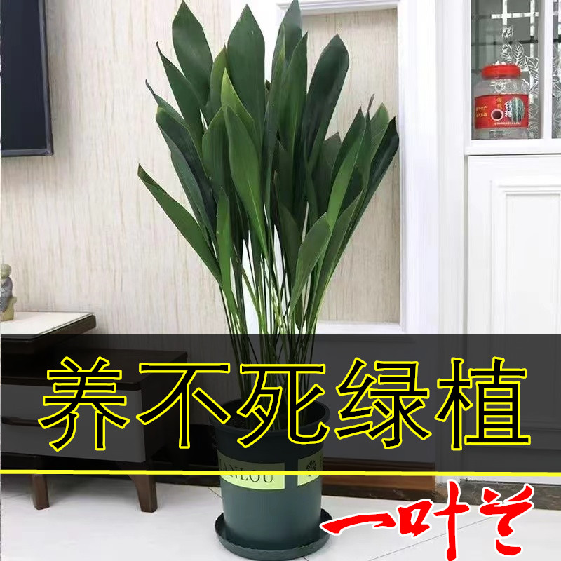 四季长青室内客厅观叶植物绿植盆景一叶兰耐阴耐冻室内花卉盆栽