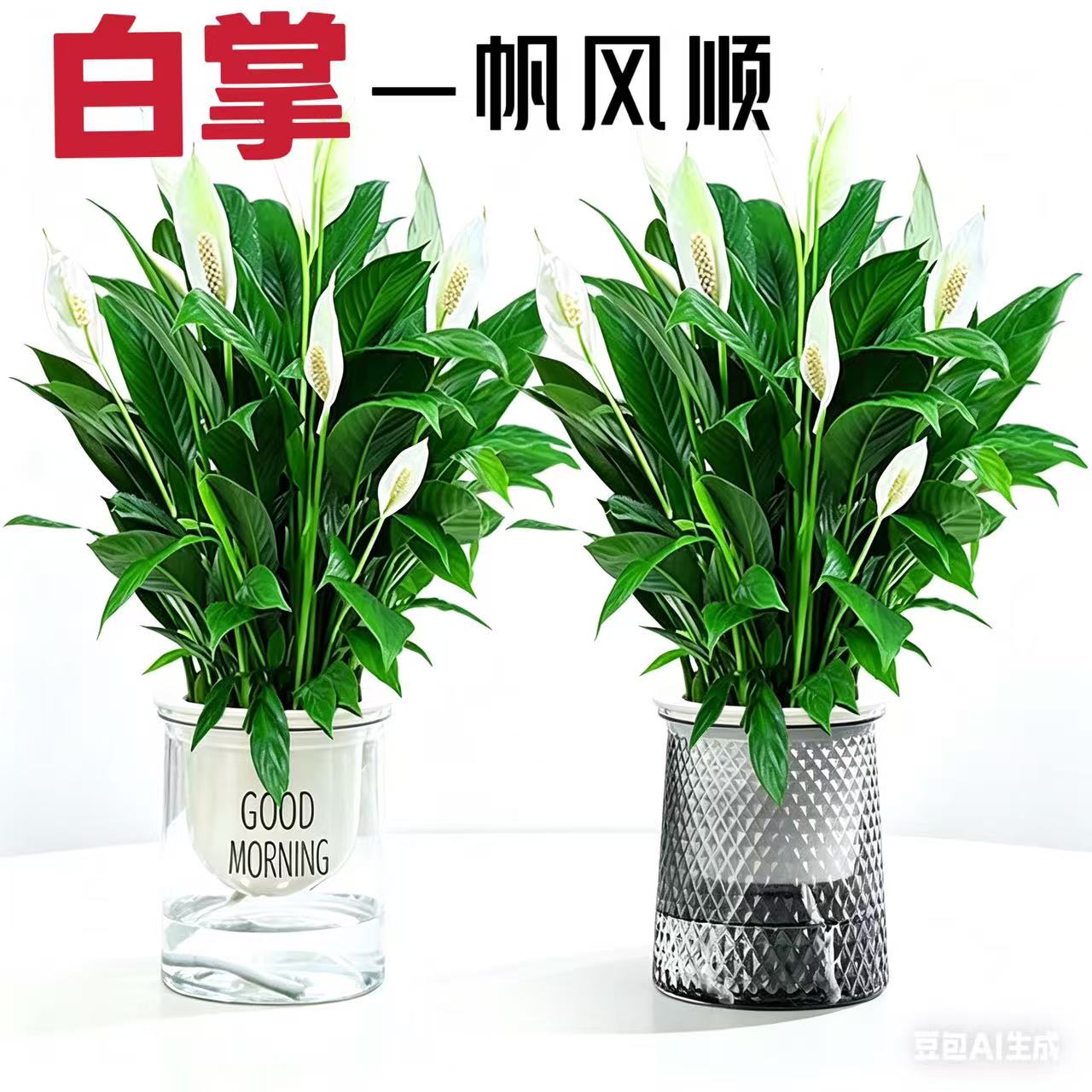 白掌一帆风顺水培易养多季开花卉图片