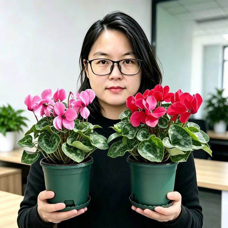 仙客来盆栽带花苞粉红色红色室内桌面小盆栽花卉植物含盆