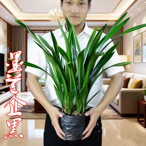 兰花苗耐寒墨兰企黑浓香室内