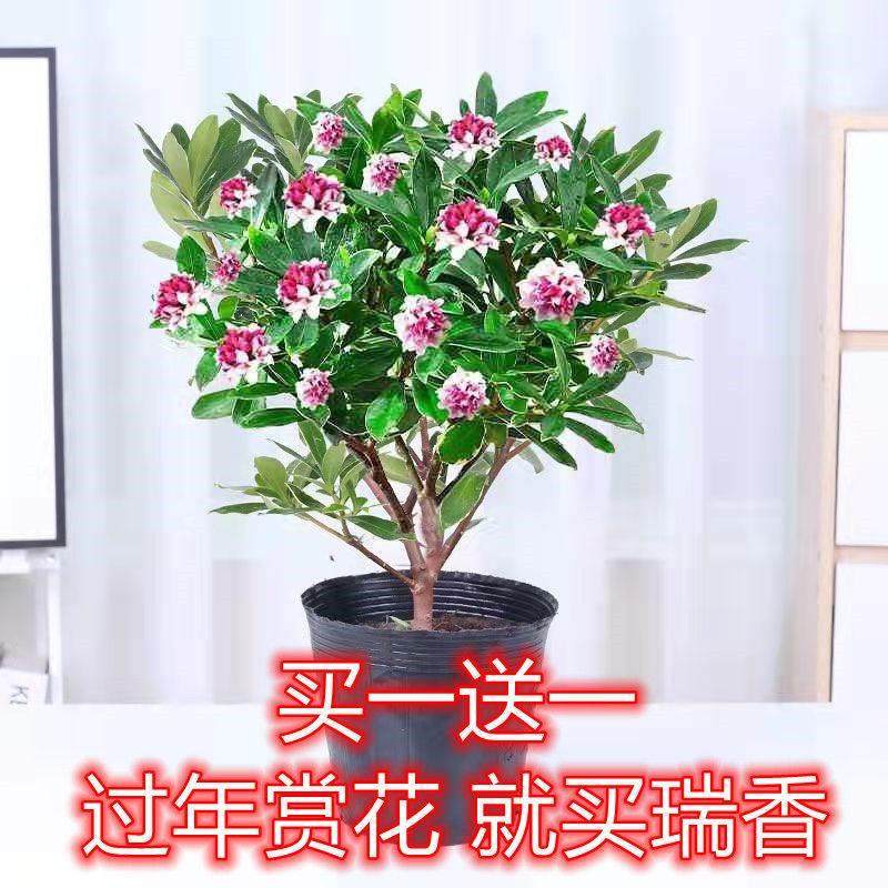 金边瑞香耐寒花卉观花植物室内带花浓香型观花盆栽四季盆景绿植