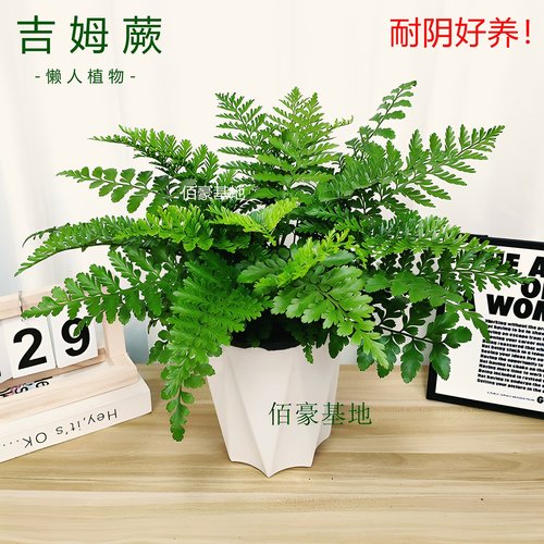 网红带盆吉姆蕨室内耐阴盆栽绿植