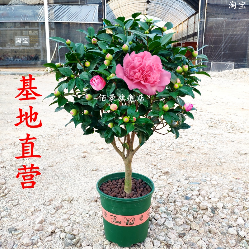 茶花盆栽带花苞四季室内浓香型香妃树苗客厅花卉耐寒植物大棵好养-封面