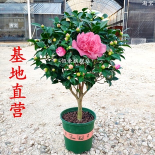 室内浓香型香妃树苗客厅花卉耐寒植物大棵好养 茶花盆栽带花苞四季