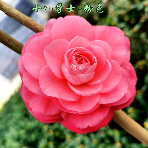 山茶花室内绿植好养阳台