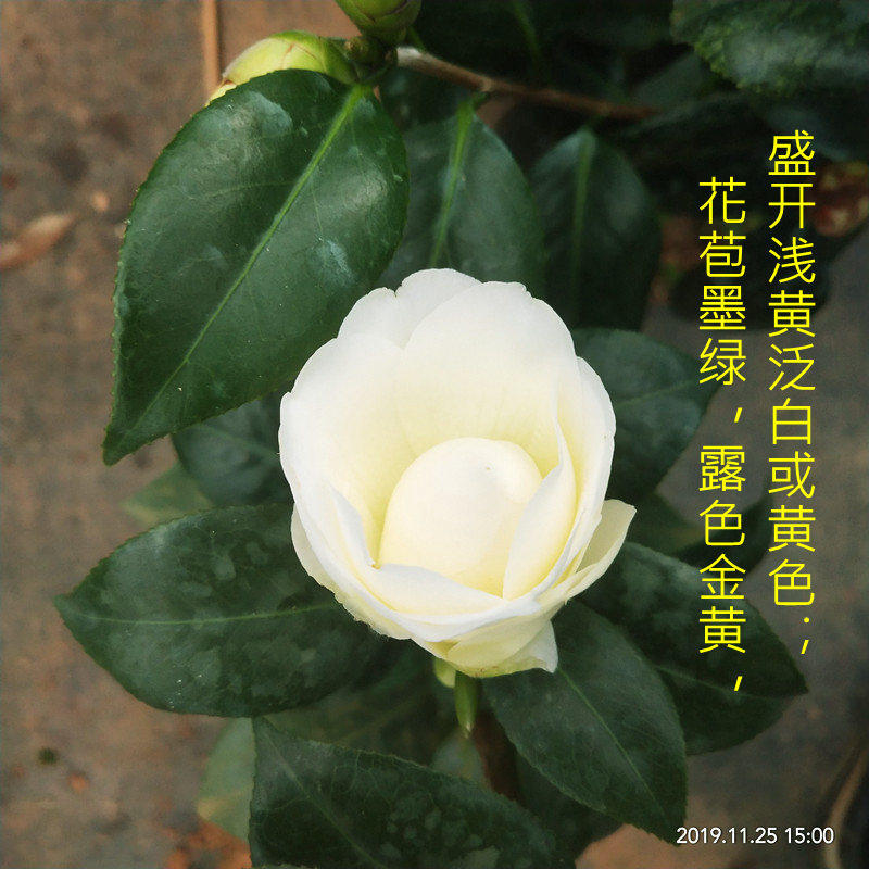 黄达山茶花盆栽金丝雀黄色稀少品种室内植物阳台花卉庭院绿植名贵