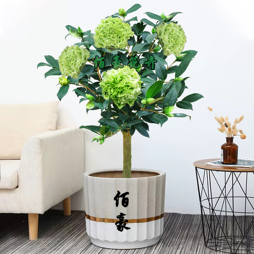 绿可娜山茶花树苗福建名贵庭院