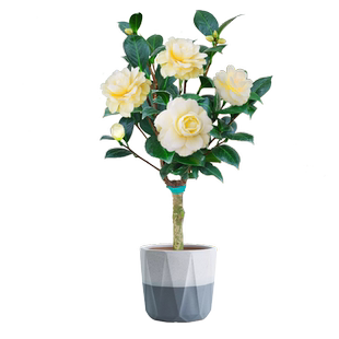 黄达山茶花盆栽金丝雀黄色稀少品种室内植物阳台花卉庭院绿植名贵