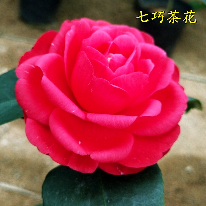 七巧茶花盆栽树苗带花苞室内四季花卉阳台办公室植物庭院盆景新品