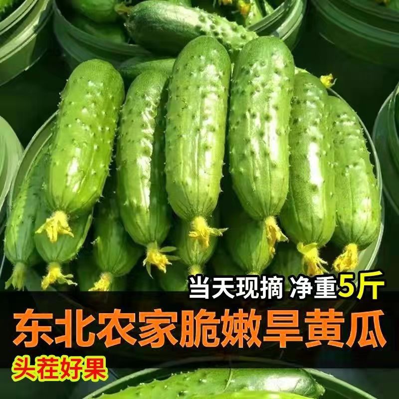 东北旱黄瓜新鲜小青瓜水果蔬菜当季刺青瓜脆嫩荷兰小黄瓜包邮 水产肉类/新鲜蔬果/熟食 黄瓜 原图主图