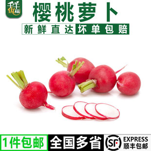迷你小红萝卜 千牛优福 樱桃萝卜5斤 包邮 菜新鲜蔬菜小圆萝卜