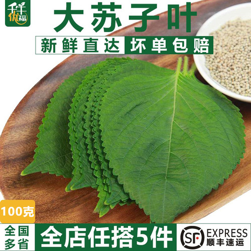 千牛优福新鲜韩国苏子叶烤肉包菜