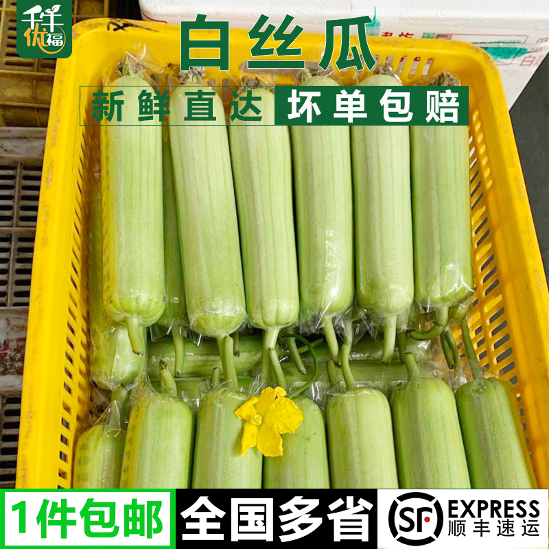 白玉丝瓜农家老品种短棒奶油肉