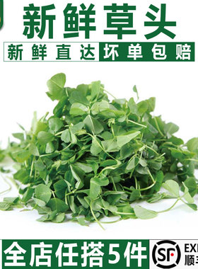 【千牛优福】新鲜草头500g上海本地农家三叶菜金花菜野菜新鲜蔬菜