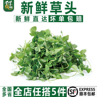 【千牛优福】新鲜草头500g上海本地农家三叶菜金花菜野菜新鲜蔬菜