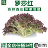 【千牛优福】红叶生菜500g罗莎红生菜新鲜蔬菜沙拉食材紫叶色拉菜
