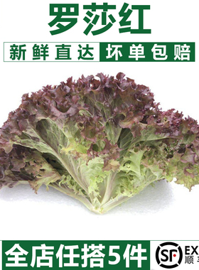 【千牛优福】红叶生菜500g罗莎红生菜新鲜蔬菜沙拉食材紫叶色拉菜
