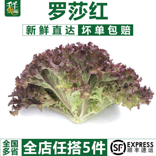 罗莎红沙拉食材红叶生菜新鲜蔬菜