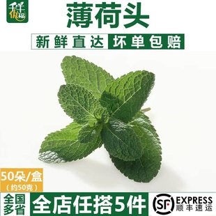 薄荷尖薄荷心莫吉托调酒甜点装 盒 新鲜薄荷头50朵 饰 千牛优福