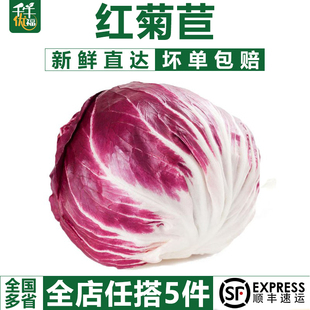 红菊苣500g 落地红球 千牛优福 新鲜蔬菜沙拉食材西餐配菜紫苣