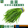 【千牛优福】韭菜1000g 农家当季蔬菜饺子馅配料鲜嫩味香烧烤食材