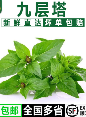 千牛优福九层塔50g1500g 新鲜金不换鱼香草三杯鸡冬阴功材料香料