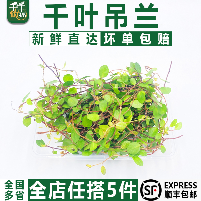 千牛优福千叶兰千牛优福摆盘装饰