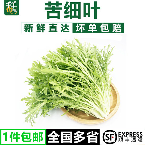 苦叶生菜蔬菜沙拉新鲜采摘狗牙菜